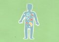 Microbiome Diversity Shapes Workplace Mental Health and Output