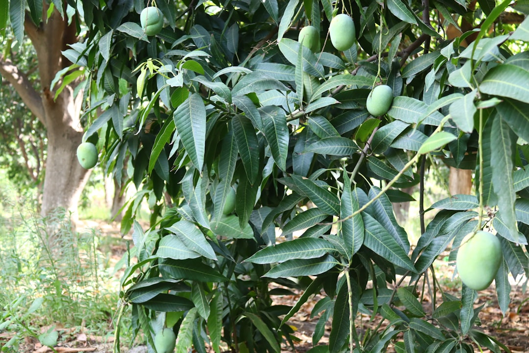 Mango Orchards Fund Education for Students in India