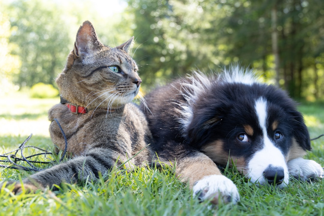 Rental searches for pet friendly properties drop after law change