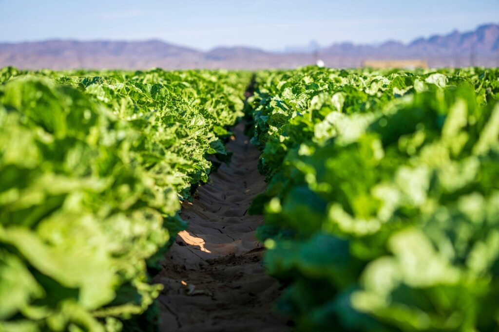 Taylor Farms Removes Iceberg Lettuce After CDC Links Product to Cyclospora Outbreak