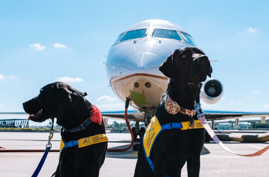 U.S. DOT Service‑Dog Air Travel Rules Remain in Effect, Creating Ongoing Challenges for Veteran Travelers
