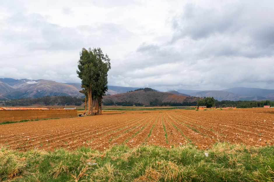 Peru’s Economy Unexpectedly Slows as Fishing, Agriculture Slump | Career Outlook