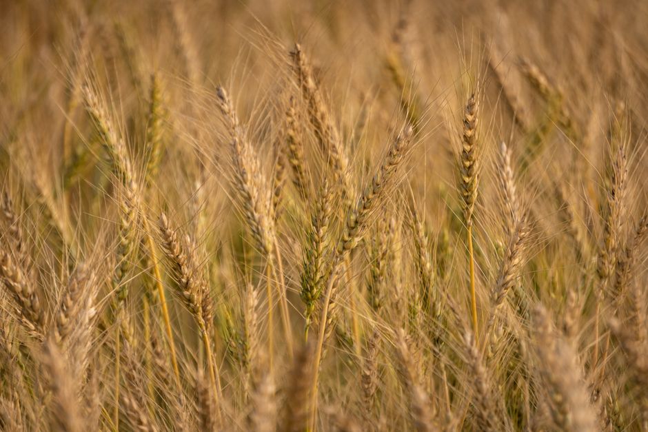 Wheat Export Ban Lifted to Support Farmers