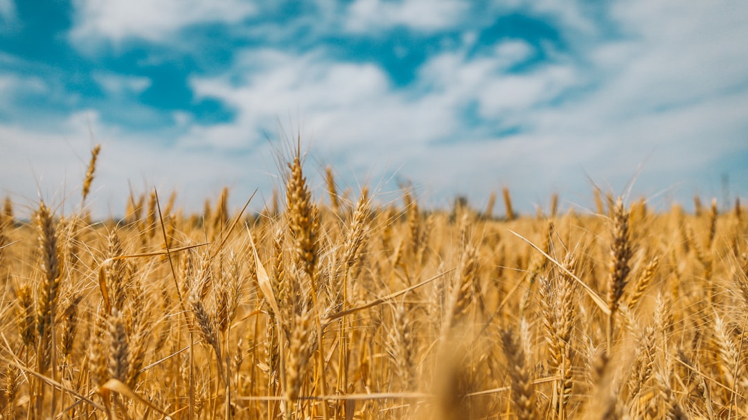 Wheat Export Ban Lifted to Support Farmers