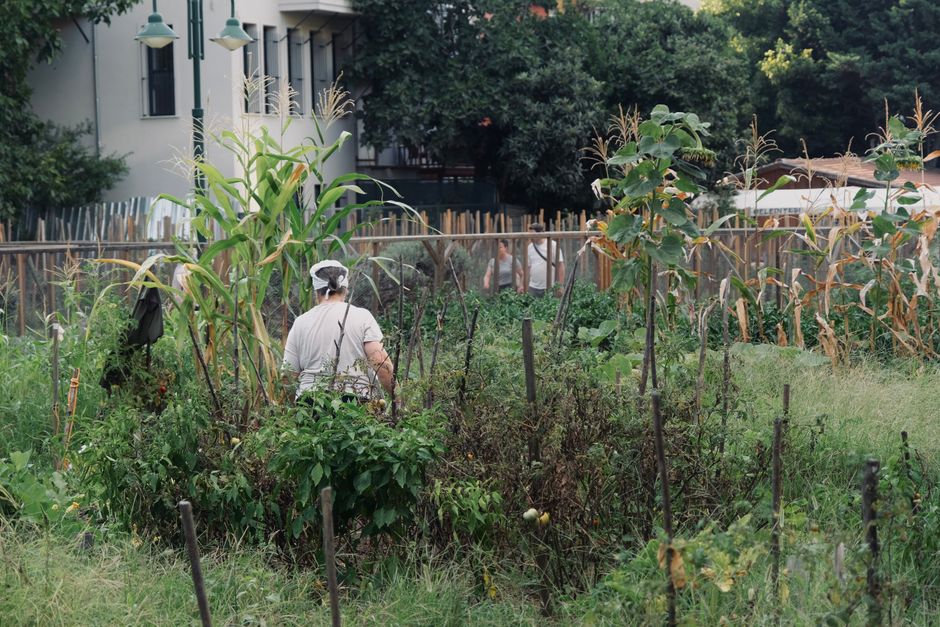 How a Vandalized Preschool Corn Plot Became a Learning Opportunity