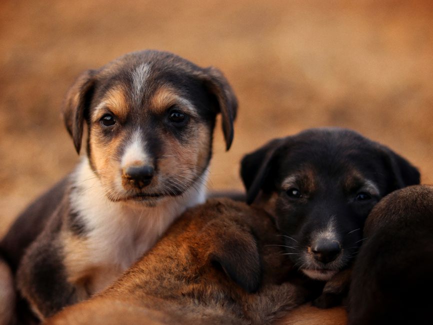 Wipro Consumer Care forays into pet food; to invest ₹150 cr