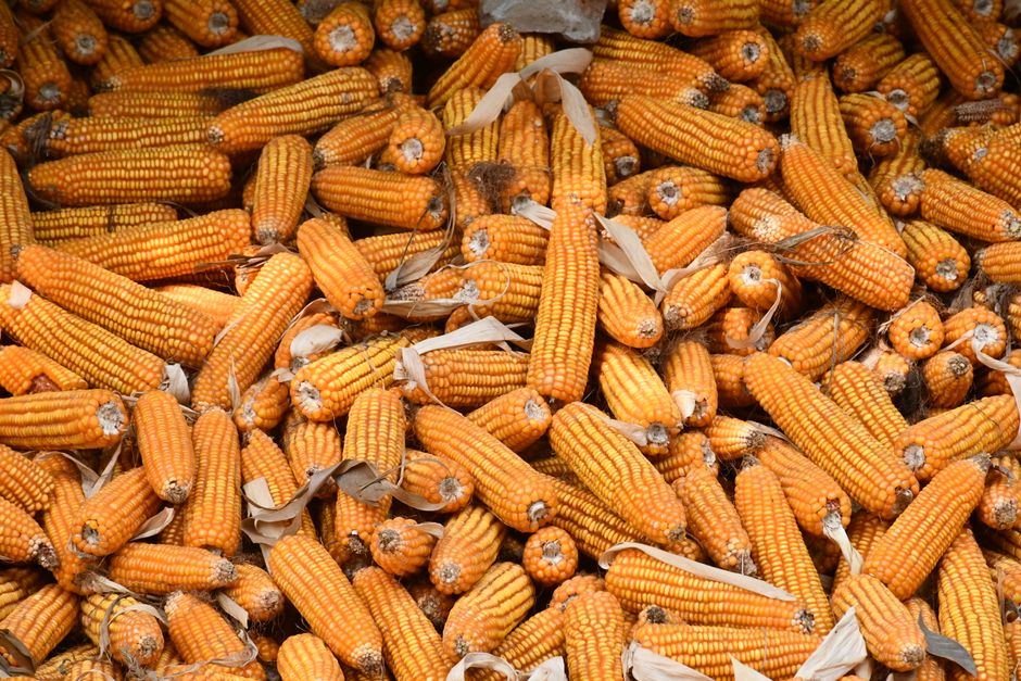 Feedstock Sourcing Fuels CBG Ecosystem Growth