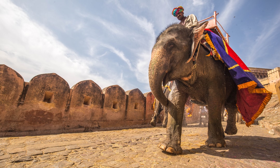 Visa India’s Next Bet Beyond UPI Dominance