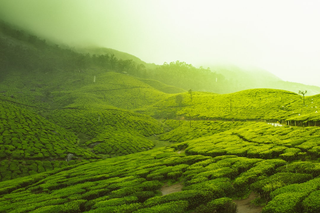 Green Bonds Gain Traction Amid Rising Investor Demand