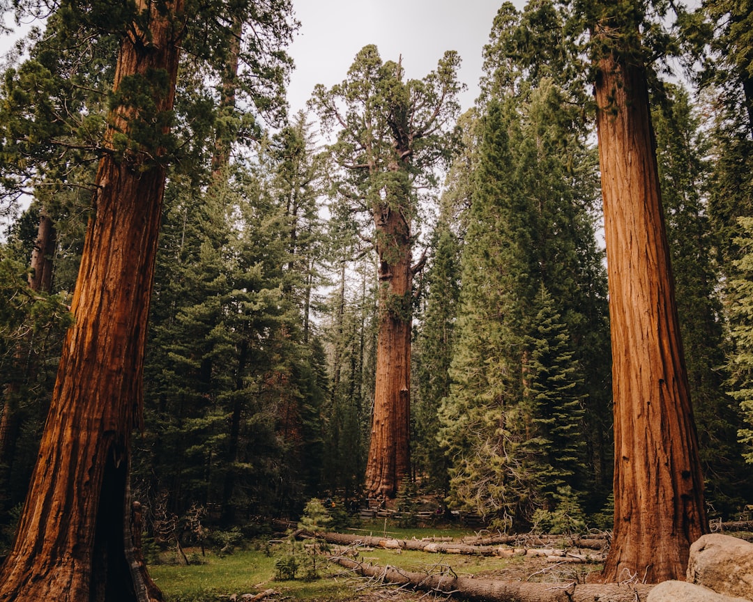 Sequoia Capital's Billion Plan for the AI Economy