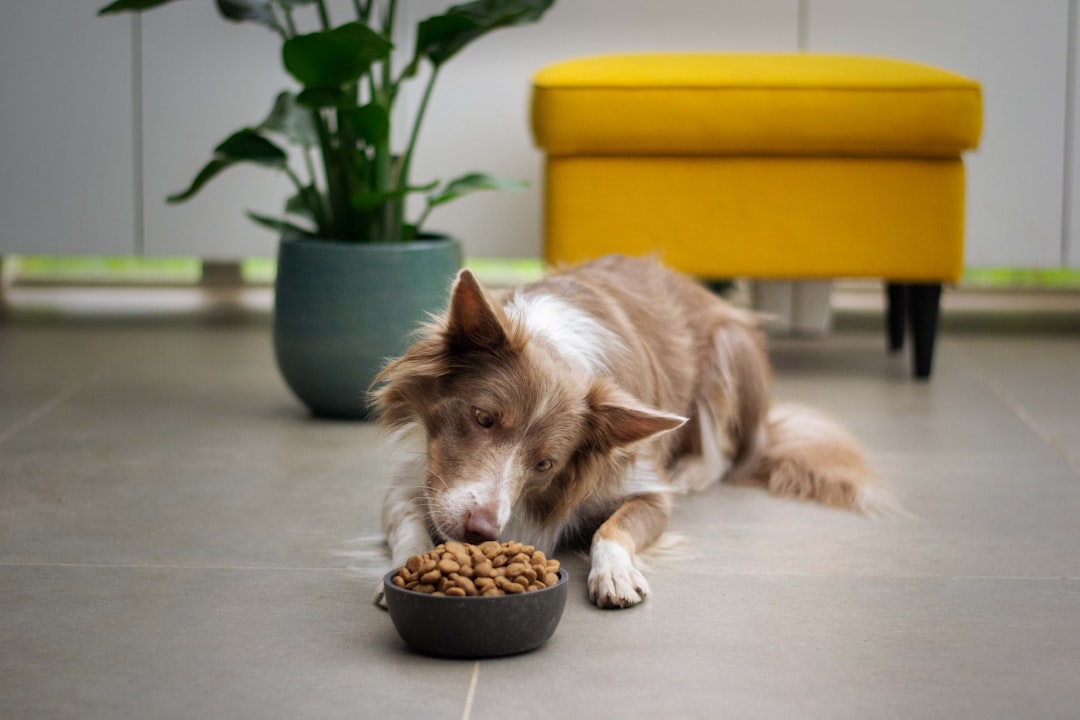 Wipro Consumer Care forays into pet food; to invest ₹150 cr