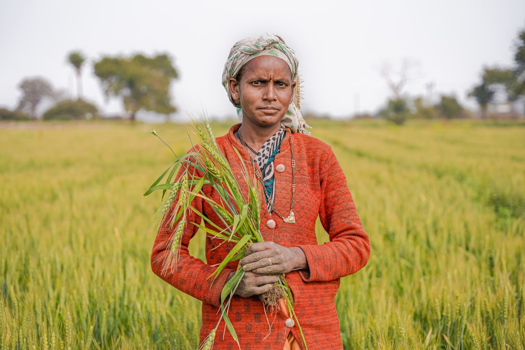 Wheat Export Ban Lifted to Support Farmers