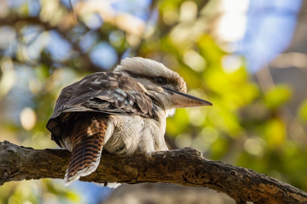 Australia Launches Nationwide Vaccination Program for Vulnerable Native Birds Against H5N1 Avian Influenza