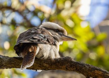 Australia Launches Nationwide Vaccination Program for Vulnerable Native Birds Against H5N1 Avian Influenza