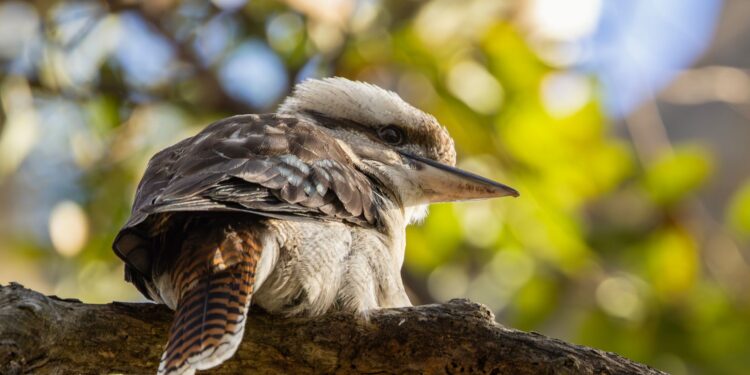 Australia Launches Nationwide Vaccination Program for Vulnerable Native Birds Against H5N1 Avian Influenza
