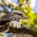 Australia Launches Nationwide Vaccination Program for Vulnerable Native Birds Against H5N1 Avian Influenza