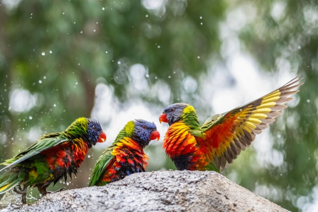 Australia Launches Nationwide Vaccination Program for Vulnerable Native Birds Against H5N1 Avian Influenza