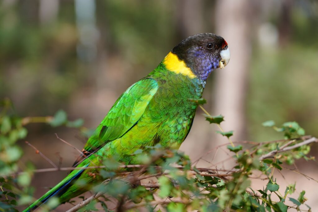 Australia Secures AU$2 Million of H5N1 Vaccine for Captive Native Birds