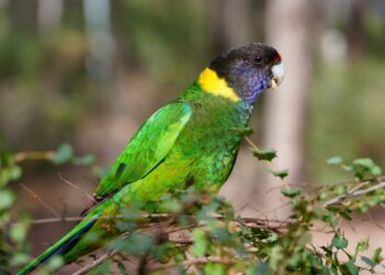 Australia Secures AU$2 Million of H5N1 Vaccine for Captive Native Birds