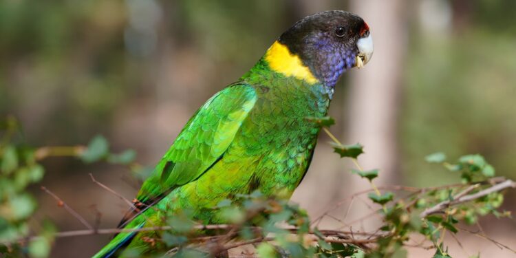 Australia Secures AU$2 Million of H5N1 Vaccine for Captive Native Birds