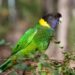 Australia Secures AU$2 Million of H5N1 Vaccine for Captive Native Birds
