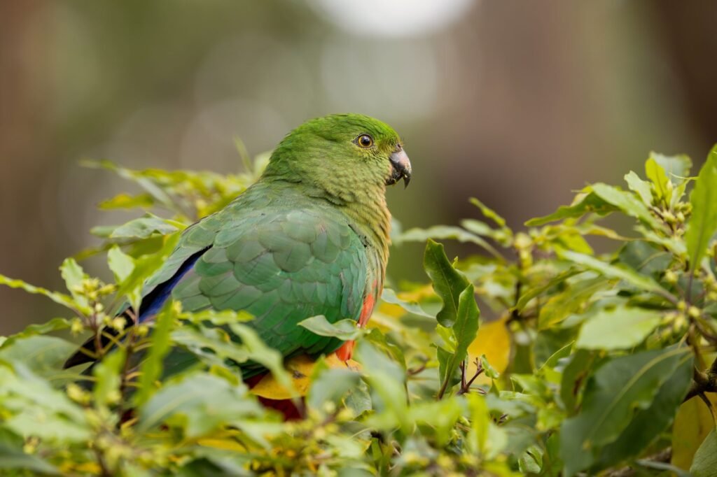 Australia Secures AU$2 Million of H5N1 Vaccine for Captive Native Birds