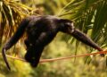 Biodiversity policies reshape economic development pathways
