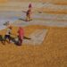 Goldman Sachs Report Finds Generative AI Could Raise Productivity for Up to Half of India’s Non‑Agricultural Workforce
