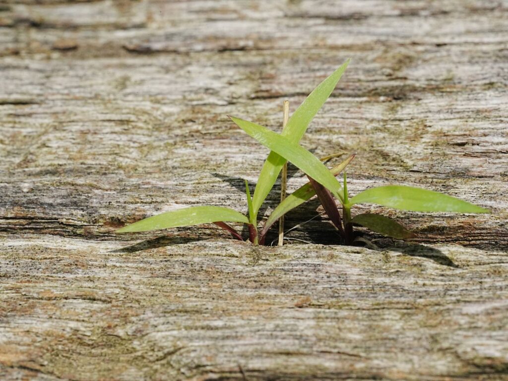 Micro‑failures strengthen career capital and institutional resilience
