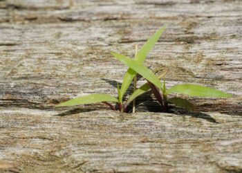 Micro‑failures strengthen career capital and institutional resilience