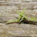 Micro‑failures strengthen career capital and institutional resilience