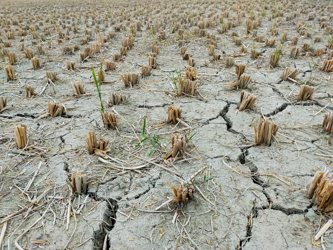 Drought Disrupts Shipping Costs and Supply Chains on the Rhine
