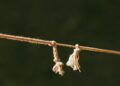 Over‑Adaptation Undermines Career Growth Trajectories