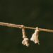 Over‑Adaptation Undermines Career Growth Trajectories