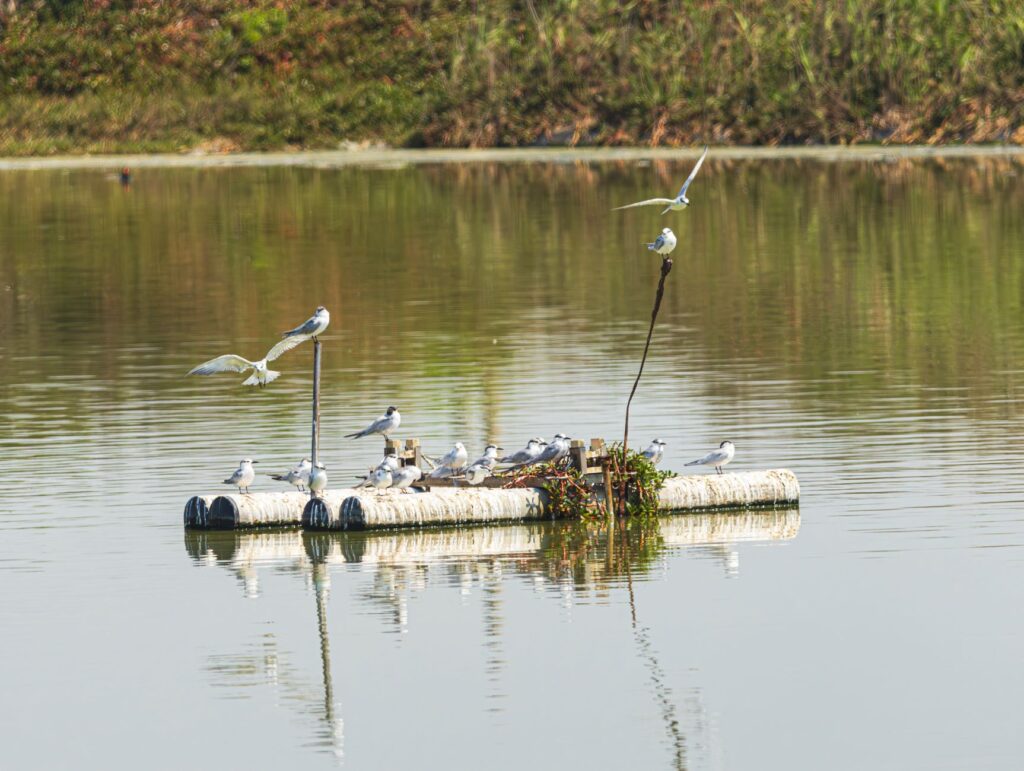 South American Inca Terns Documented in Panama Bay as 2026 El Niño Warms Eastern Pacific