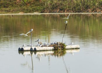 South American Inca Terns Documented in Panama Bay as 2026 El Niño Warms Eastern Pacific
