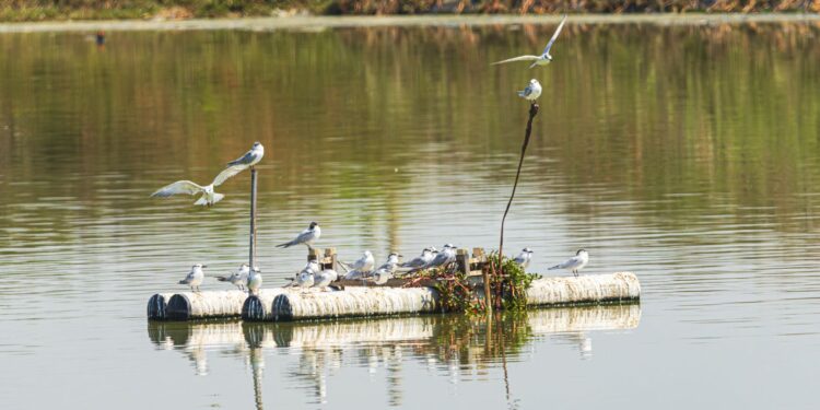 South American Inca Terns Documented in Panama Bay as 2026 El Niño Warms Eastern Pacific