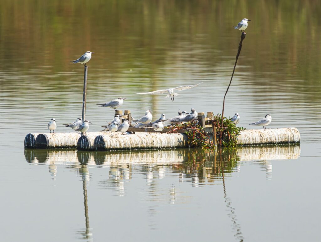 South American Inca Terns Documented in Panama Bay as 2026 El Niño Warms Eastern Pacific