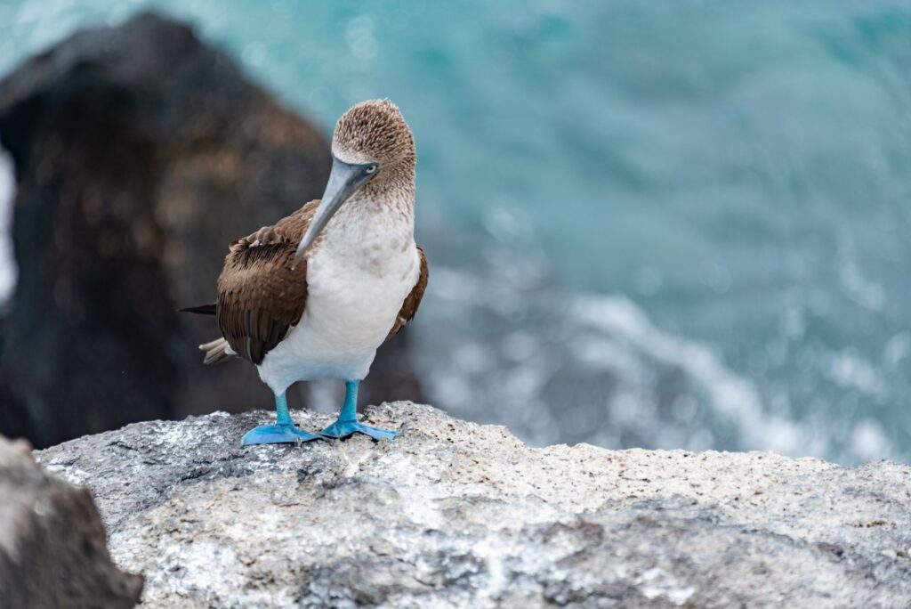 South American Seabirds Displaced by El Niño Appear in Panama Bay