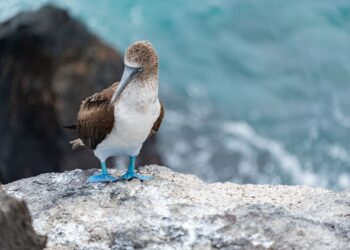 South American Seabirds Displaced by El Niño Appear in Panama Bay