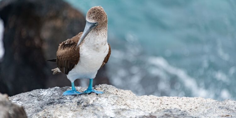 South American Seabirds Displaced by El Niño Appear in Panama Bay