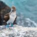 South American Seabirds Displaced by El Niño Appear in Panama Bay