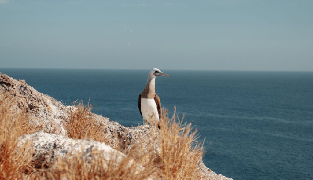South American Seabirds Displaced by El Niño Appear in Panama Bay