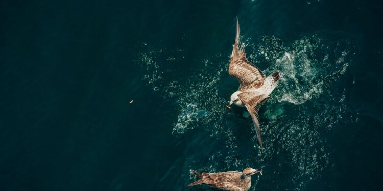 South American Seabirds Displaced to Panama Bay Amid Strong El Niño Event