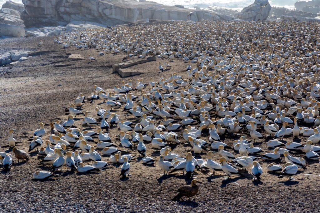 South American Seabirds Displaced to Panama Bay Amid Strong El Niño Event