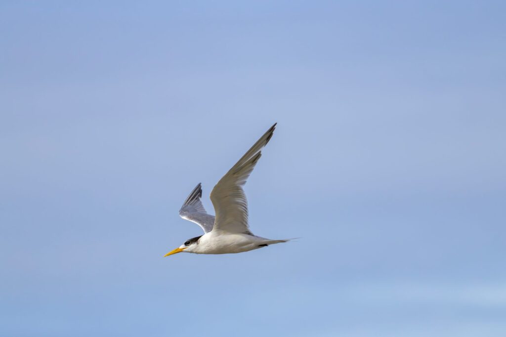 South American Seabirds Observed in Panama Bay Amid 2026 El Niño Event
