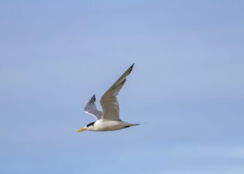 South American Seabirds Observed in Panama Bay Amid 2026 El Niño Event