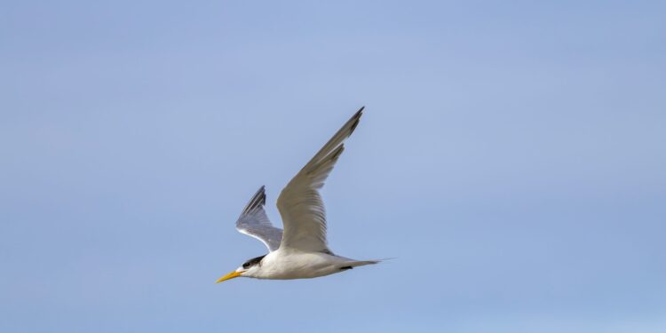 South American Seabirds Observed in Panama Bay Amid 2026 El Niño Event