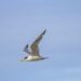 South American Seabirds Observed in Panama Bay Amid 2026 El Niño Event