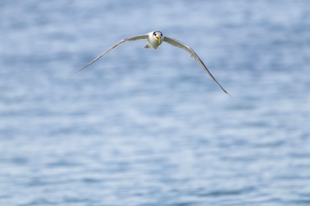 South American Seabirds Observed in Panama Bay Amid 2026 El Niño Event